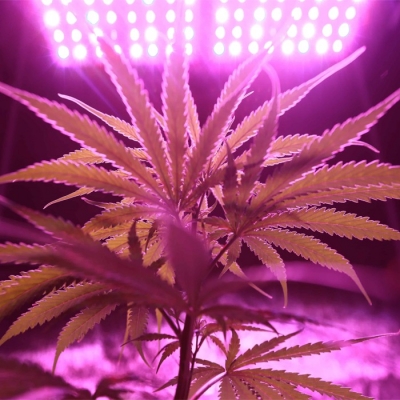 The best light schedule for your cannabis plant in the vegetative stage ...