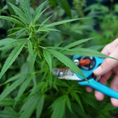 Pruning Cannabis Plants | Overgrow